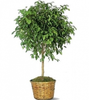 Ficus Beniamino Plant
