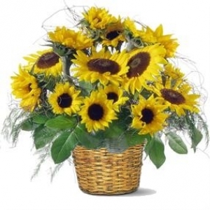 Aliflora basket Sunflowers