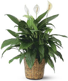 Spatifilium Plant