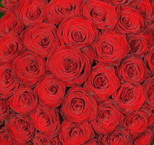 Bouquet 120 red roses