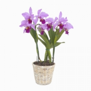 Orchid  Plant