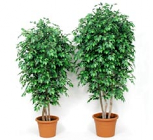 Ficus artificiale verde cm 200
