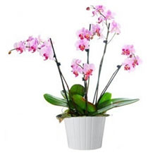 Piante orchidee Farfalla