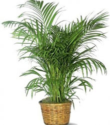 Kentia Plant