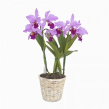 Pianta orchidee