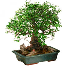 Pianta bonsai