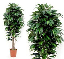 Artificial Plant mango cm 175