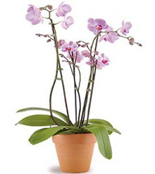 Orchid Phalaenopsis Plant