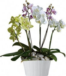 Piante orchidee farfalla mix