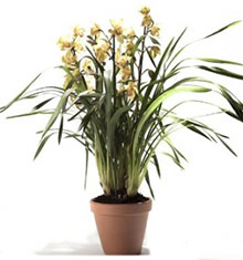Orchid Cymbidium Plant