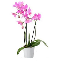 Aliflora orchidea Phalaenopsis